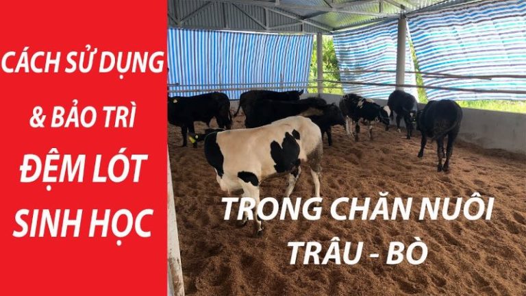 Cách làm đệm lót sinh học trong chăn nuôi bò hiệu quả nhất 