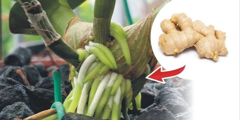 GE gừng được nhiều bà con sử dụng