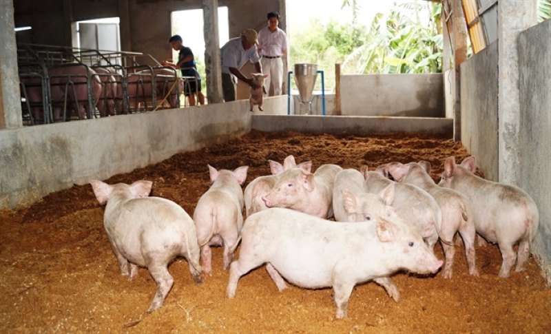 Ưu điểm của việc ứng dụng kỹ thuật làm đệm lót sinh học nuôi heo 