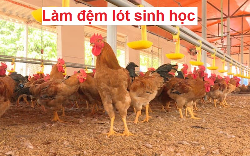 Lợi ích hoàn hảo khi ứng dụng đệm lót sinh học nuôi gà 