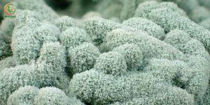 Nấm Trichoderma Là Gì? Cách Sử Dụng Nấm Trichoderma Hiệu Quả