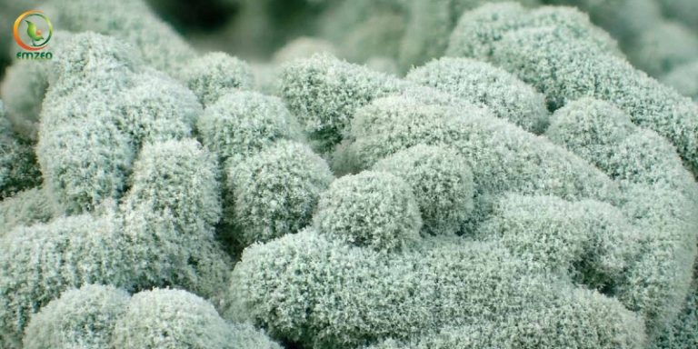 Nấm Trichoderma Là Gì? Cách Sử Dụng Nấm Trichoderma Hiệu Quả
