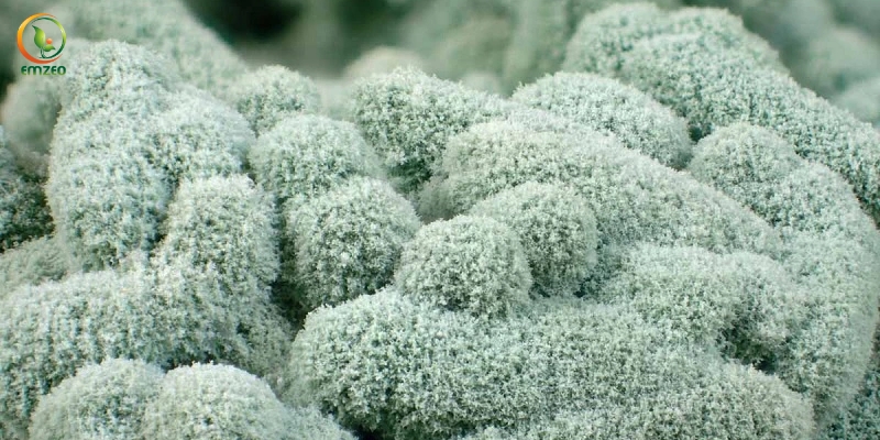 Nấm Trichoderma Là Gì? Cách Sử Dụng Nấm Trichoderma Hiệu Quả