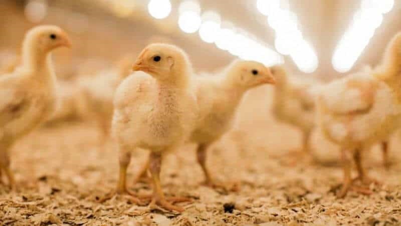 Điểm qua một vài ưu điểm vượt trội của đệm lót sinh học