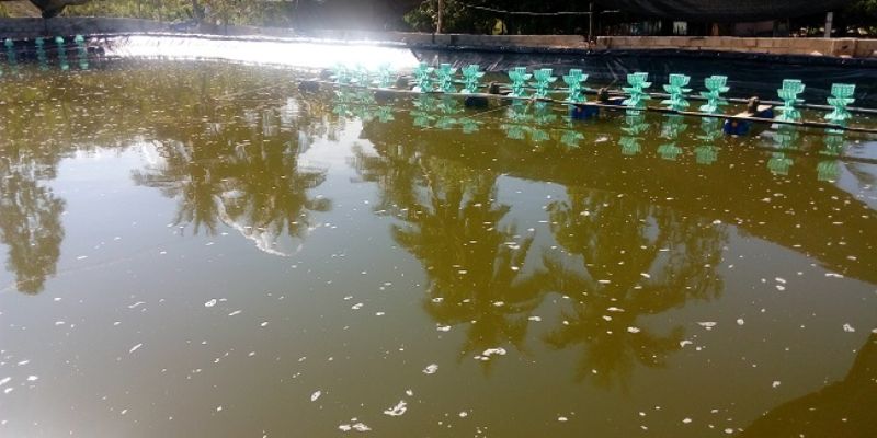 Nước hồ cá bị đục khắc phục như thế nào?