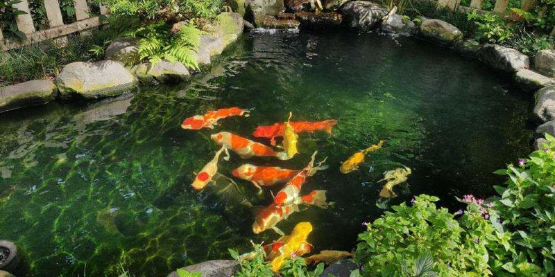 Nước hồ cá bị vàng có thể khắc phục bằng bộ lọc