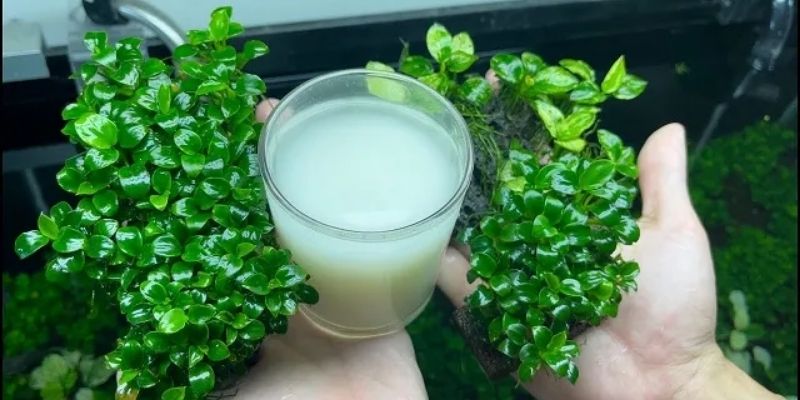Cách dùng nước vo gạo hiệu quả với cây trồng