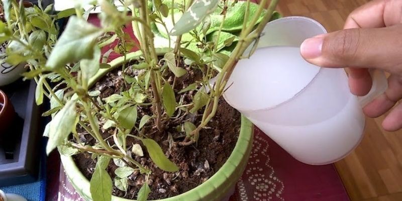 Sử dụng nước vo gạo tưới cây đem tới hiệu quả cao