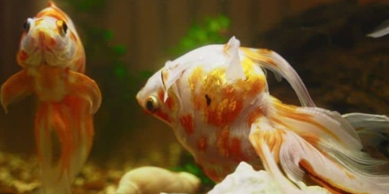 Nuôi cá cảnh bị chết làm thế nào để phòng ngừa?