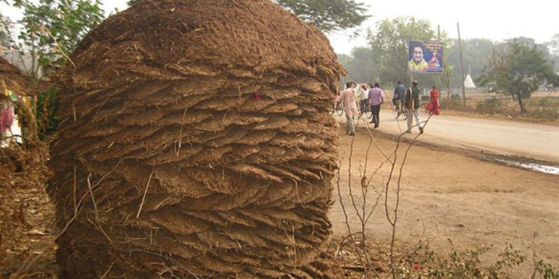 Phân bò góp phần bảo vệ trái đất