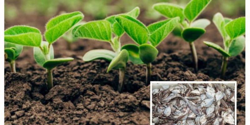 Bổ sung dưỡng chất trong phân cá cho cây