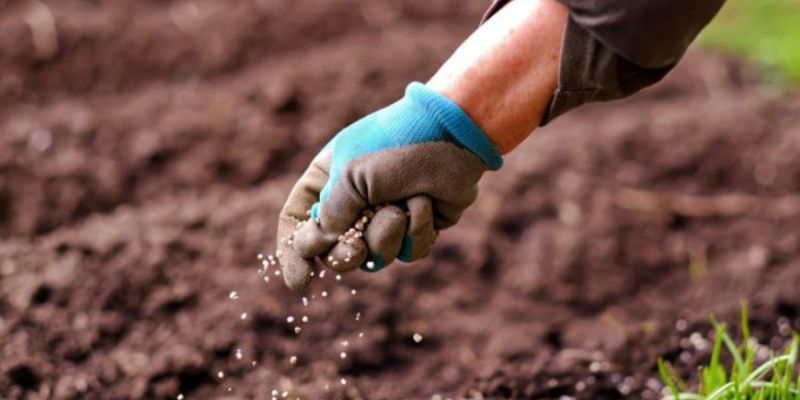 Đặc điểm nhận biết phân chuồng
