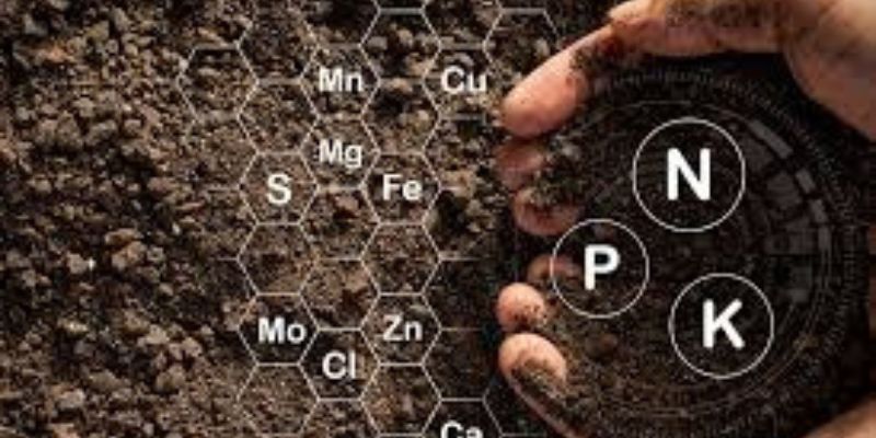 Một số chất dinh dưỡng của phân chuồng mà bạn nên biết