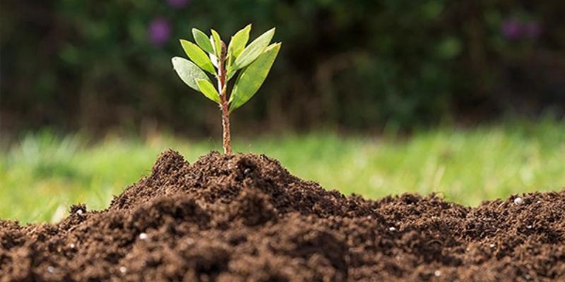 Cung cấp cho đất những chất dinh dưỡng bổ ích