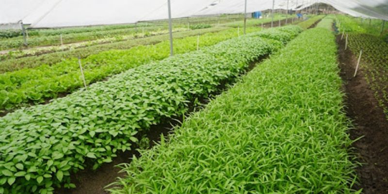 Tác dụng tuyệt vời nhất của loại phân bón hữu cơ này