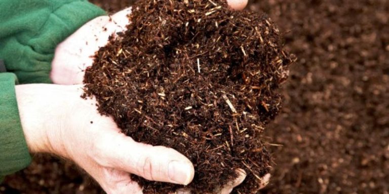 Cách ủ phân hữu cơ chi tiết từ a-z cho người mới bắt đầu 