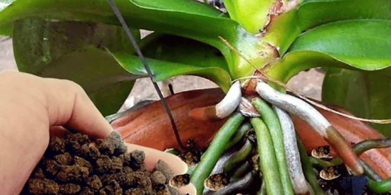 Tác dụng của phân dê đối với hoa cảnh