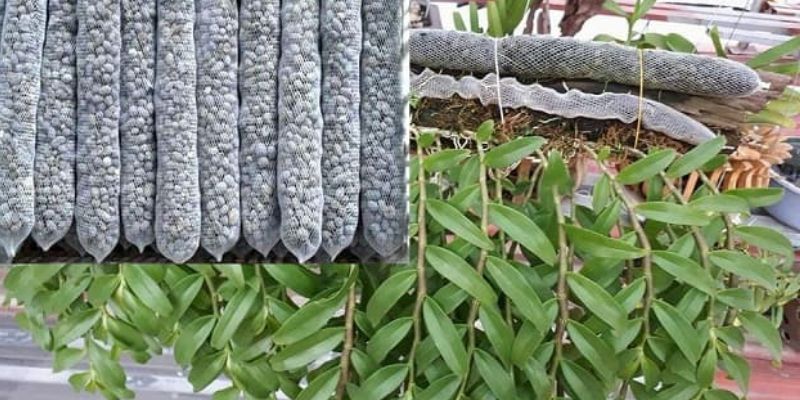 Tìm hiểu phân dê trước tác dụng của phân dê cho lan