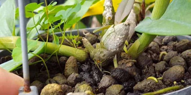 Vô vàn tác dụng của phân dê cho lan được đề cập đến