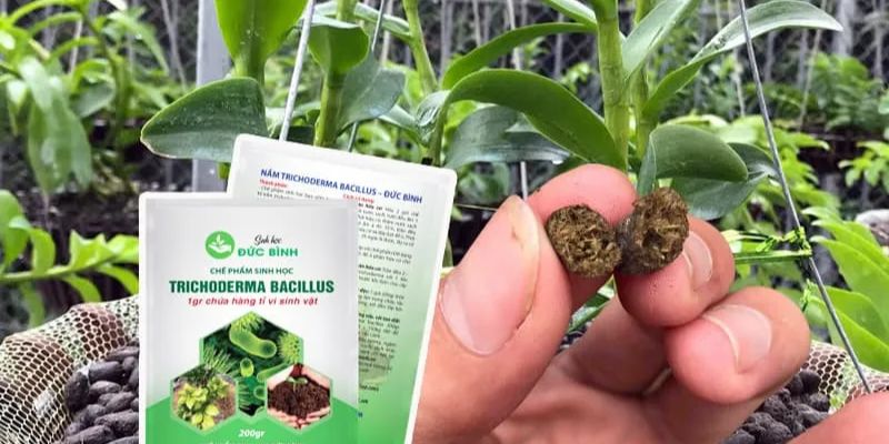 Phân bón tối hưu và tác dụng của phân dê cho lan mang lại