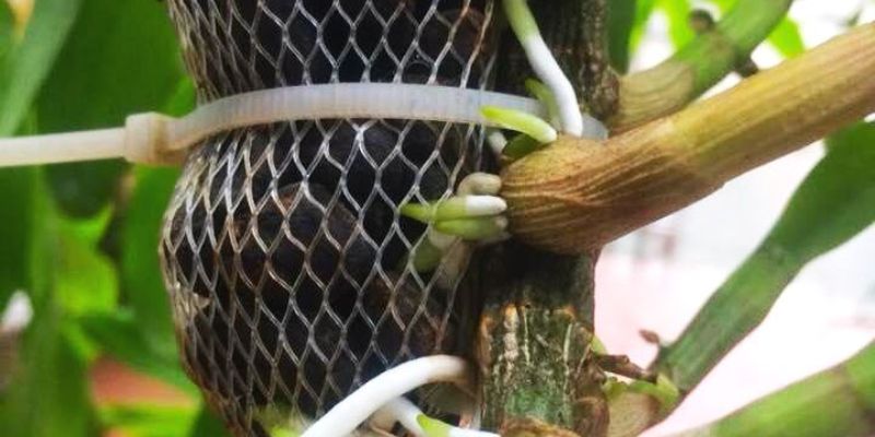 Tác dụng của phân dê cho lan mang lại cực bổ ích và hiệu quả