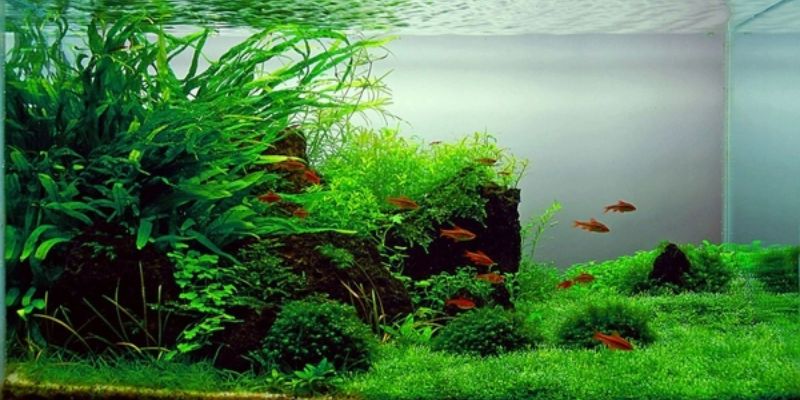 Chia sẻ các cách tạo vi sinh có lợi cho hồ cá dễ dàng