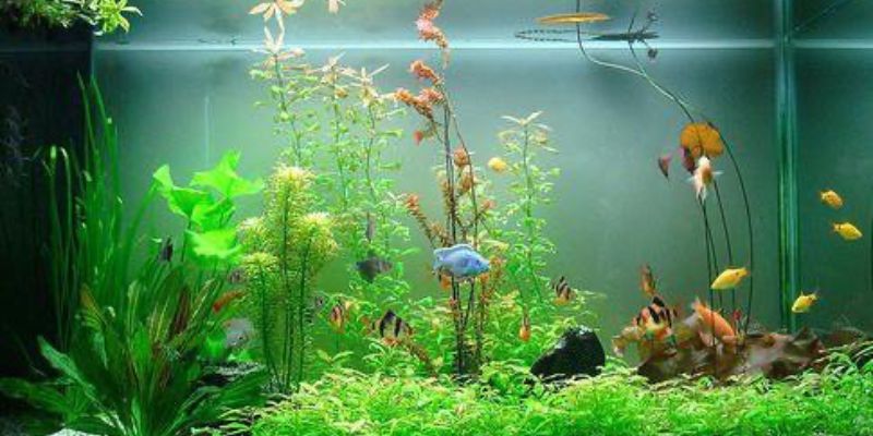 Hiểu đúng về vi sinh có lợi cho hồ cá