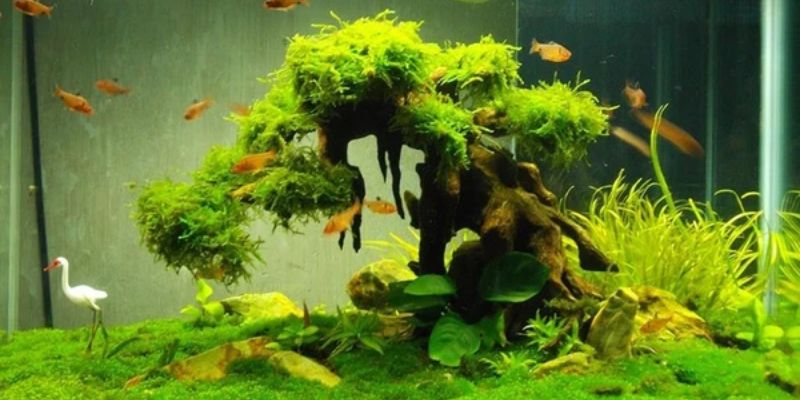 Nhờ vi sinh có lợi cho hồ cá có thể phòng ngừa bệnh