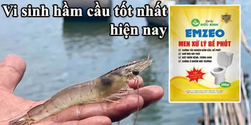 Cách sử dụng vi sinh hầm cầu trong nuôi tôm hiệu quả cao nhất