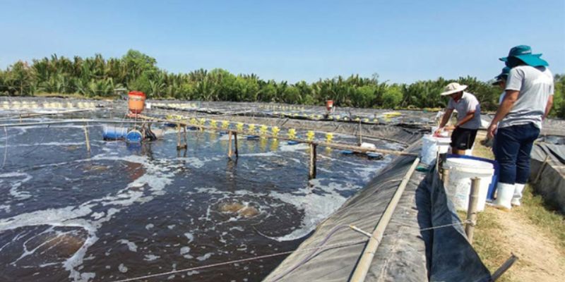Làm sạch phơi ao trước mùa vụ mới 