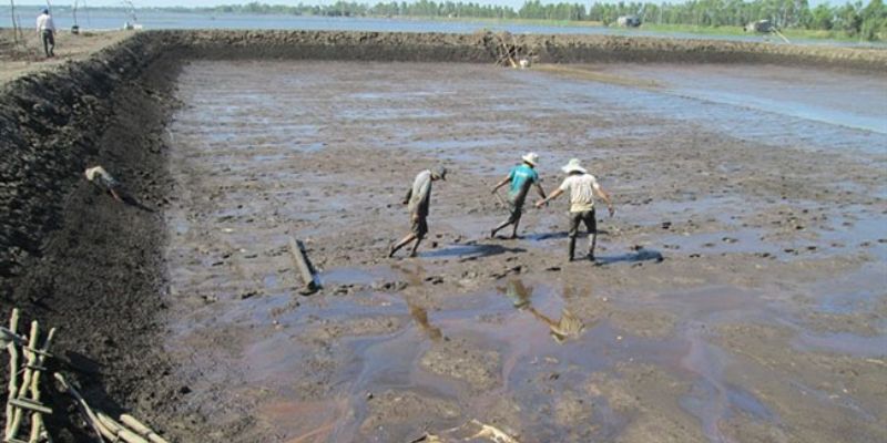 Không xử lý bùn đáy ao tôm ảnh hưởng tới sinh vật 